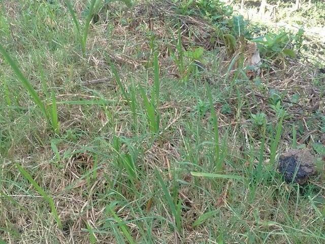 #137 - Terreno para Venda em Campos do Jordão - SP